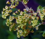 Ribes rubrum