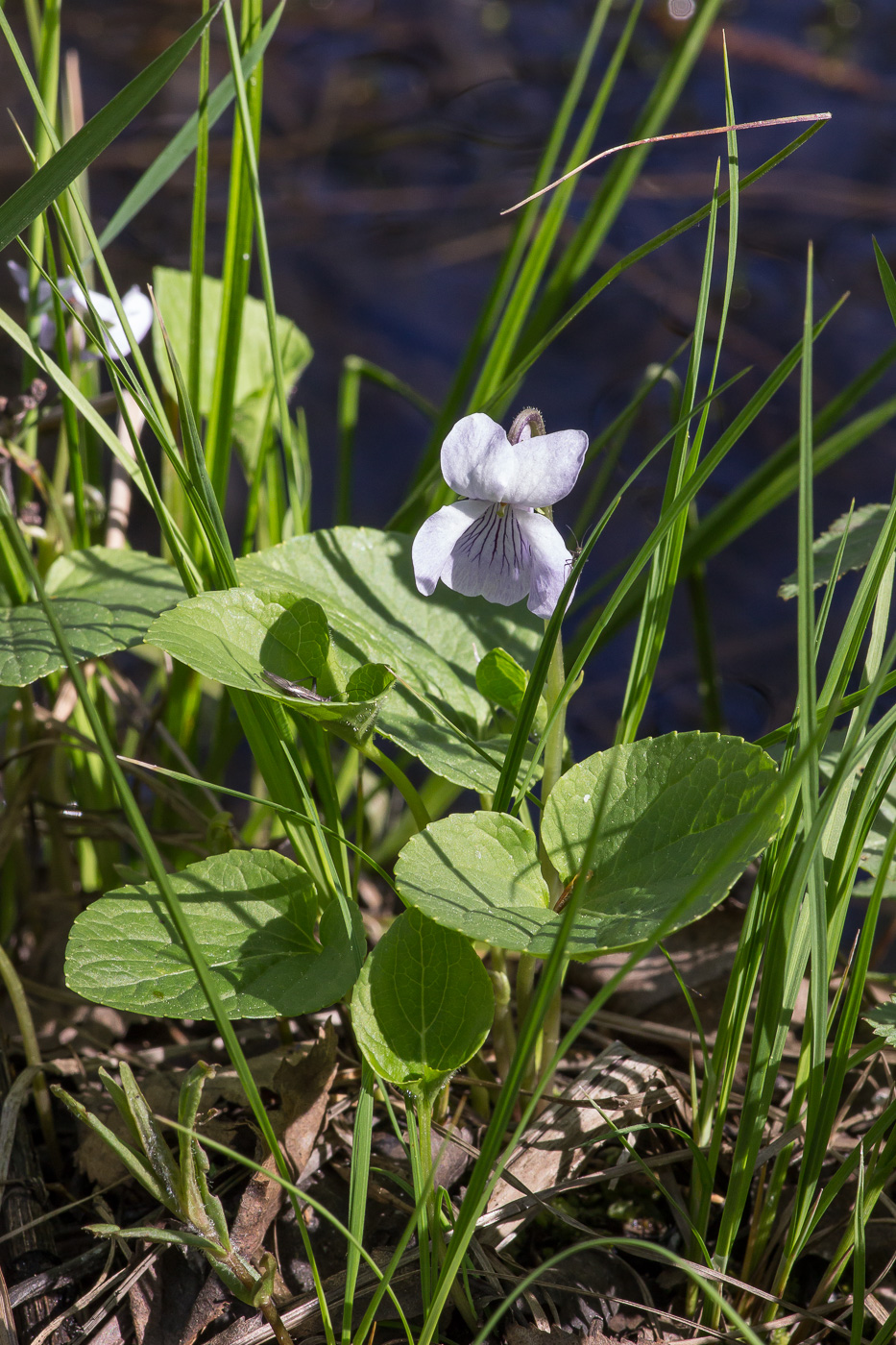 Изображение особи Viola epipsila.