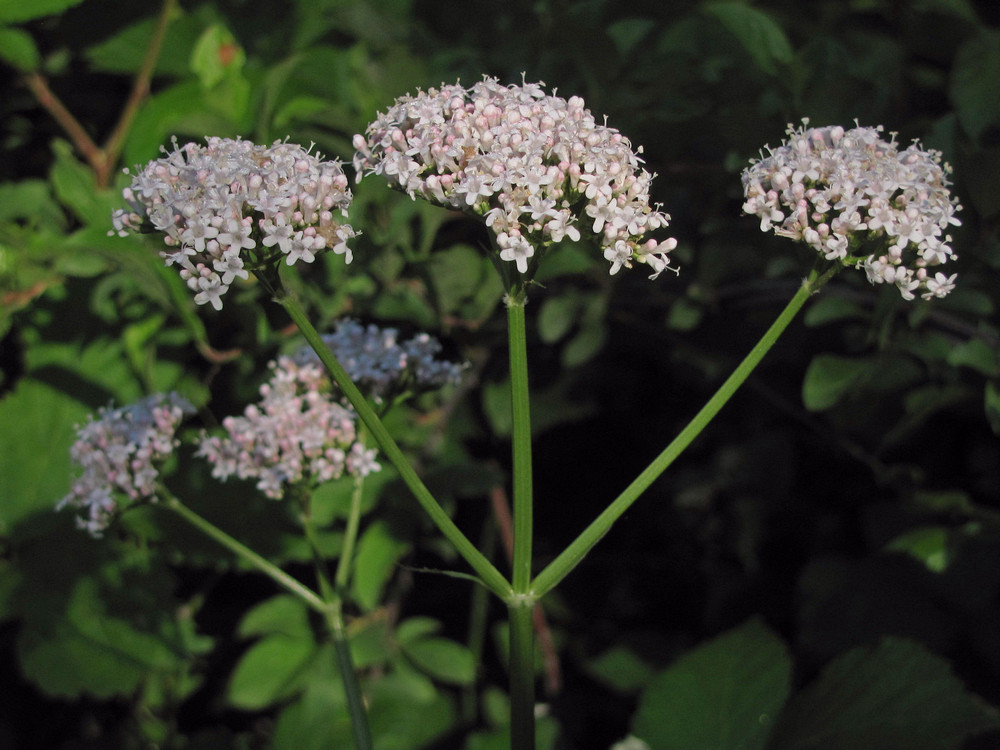 Изображение особи Valeriana grossheimii.