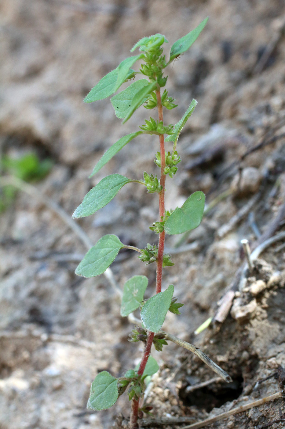 Изображение особи Parietaria chersonensis.