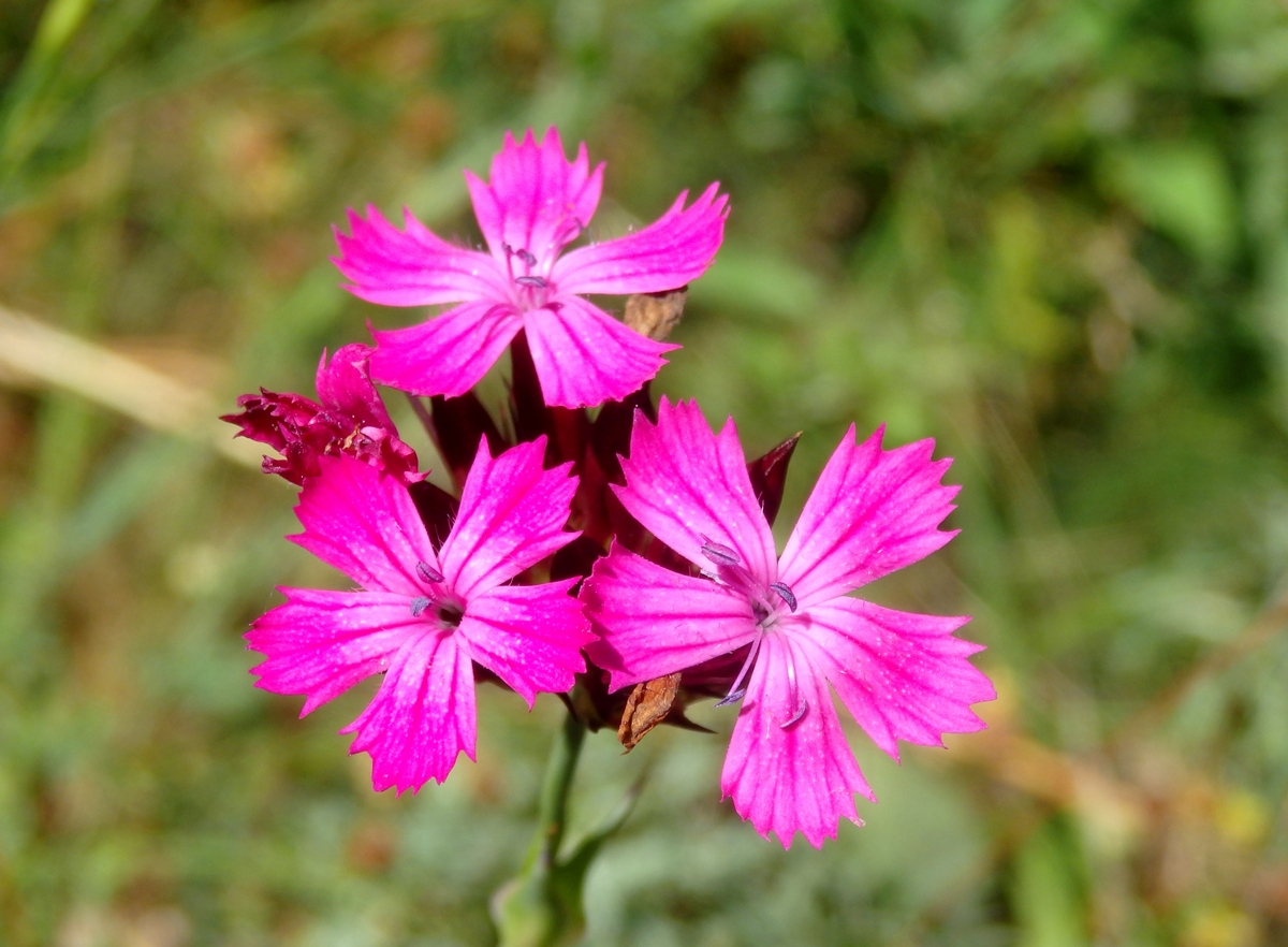 Image of Dianthus capitatus specimen.