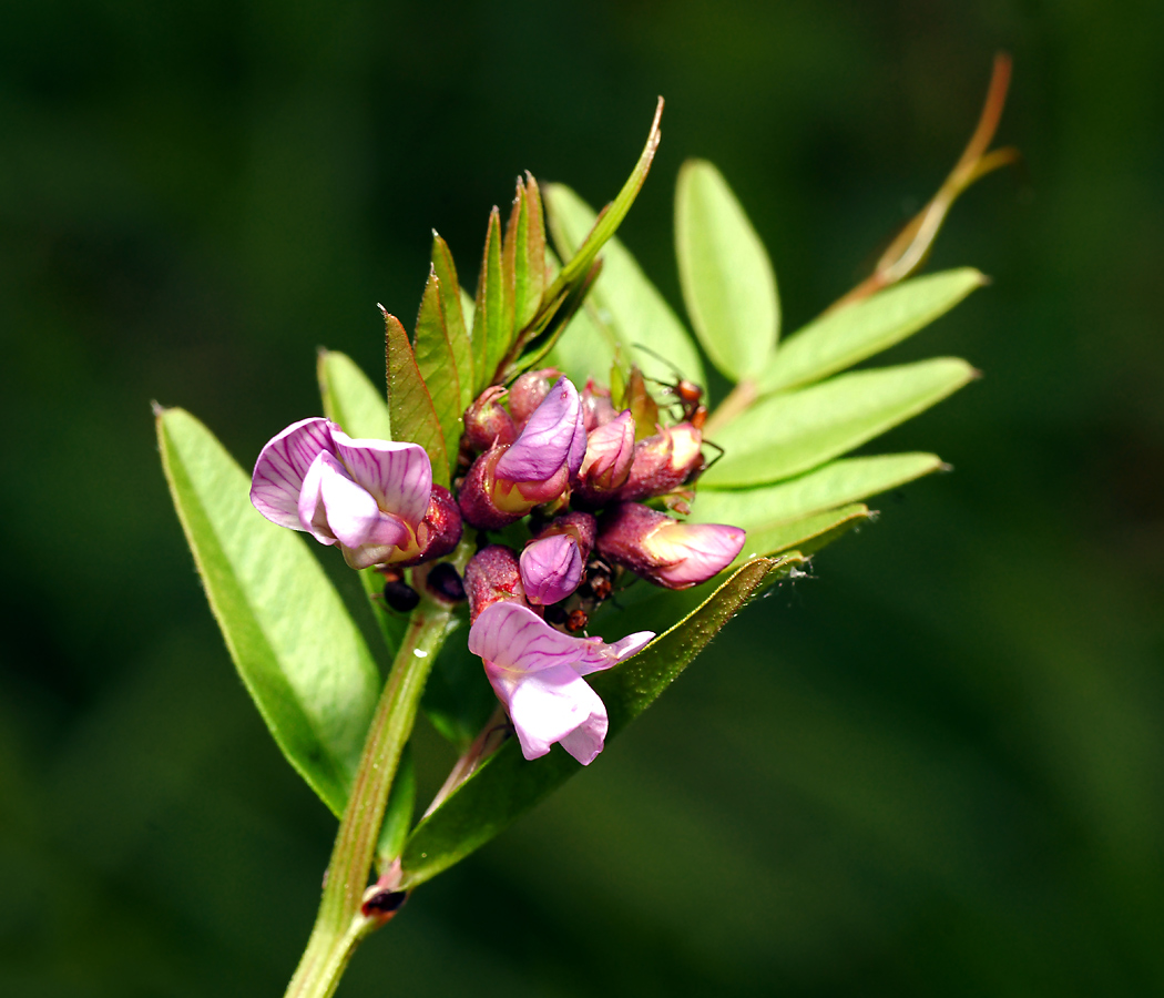 Image of Vicia sepium specimen.