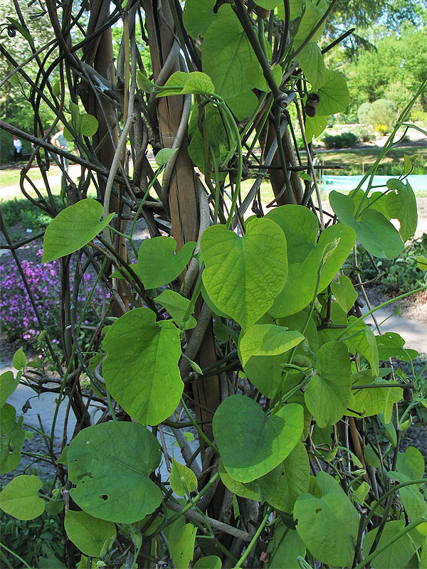 Image of Aristolochia macrophylla specimen.