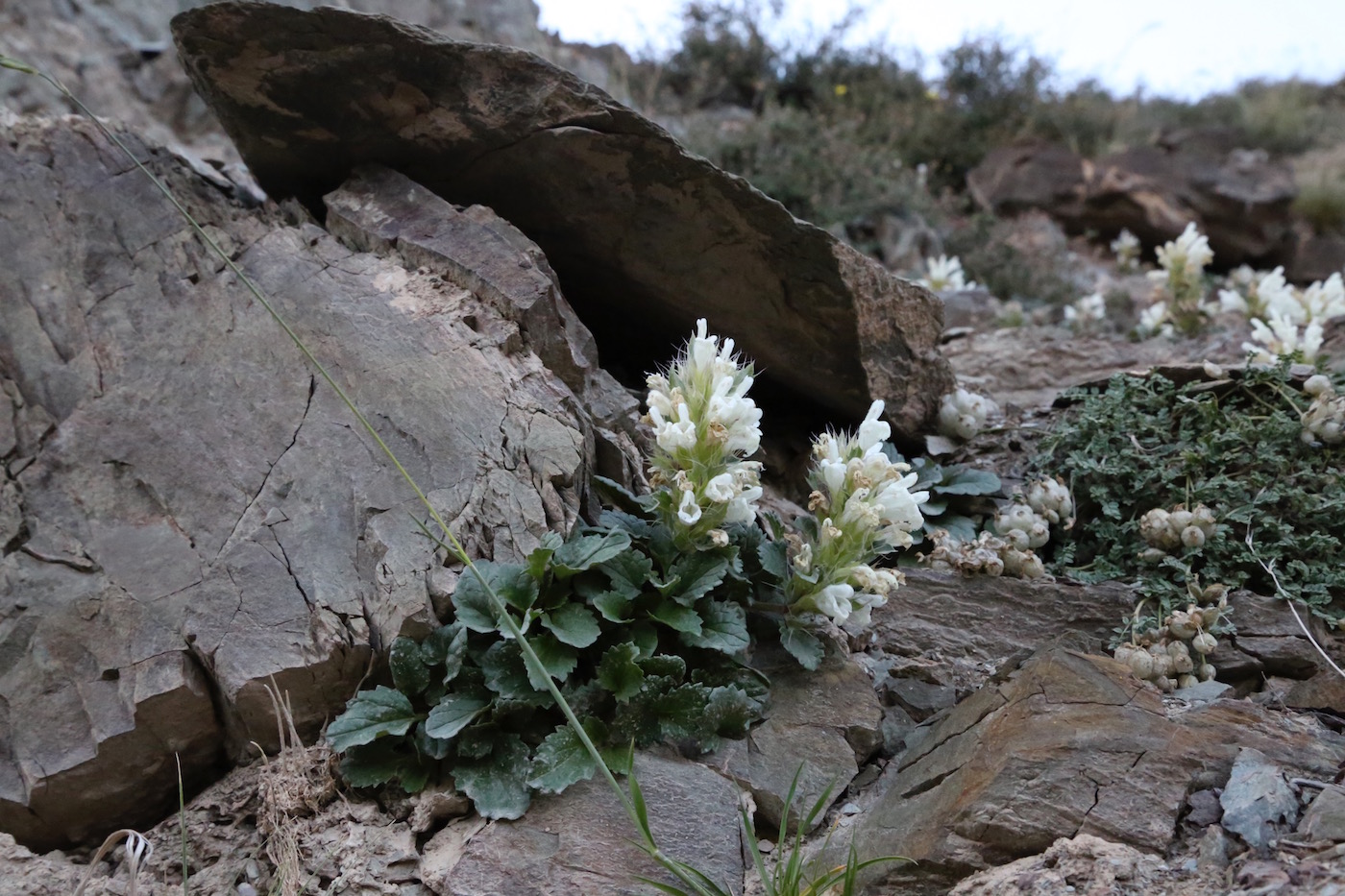 Изображение особи Dracocephalum heterophyllum.