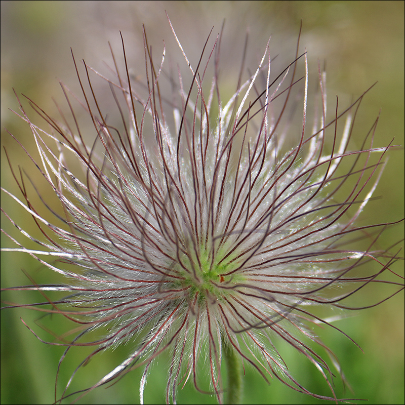 Image of Pulsatilla pratensis specimen.