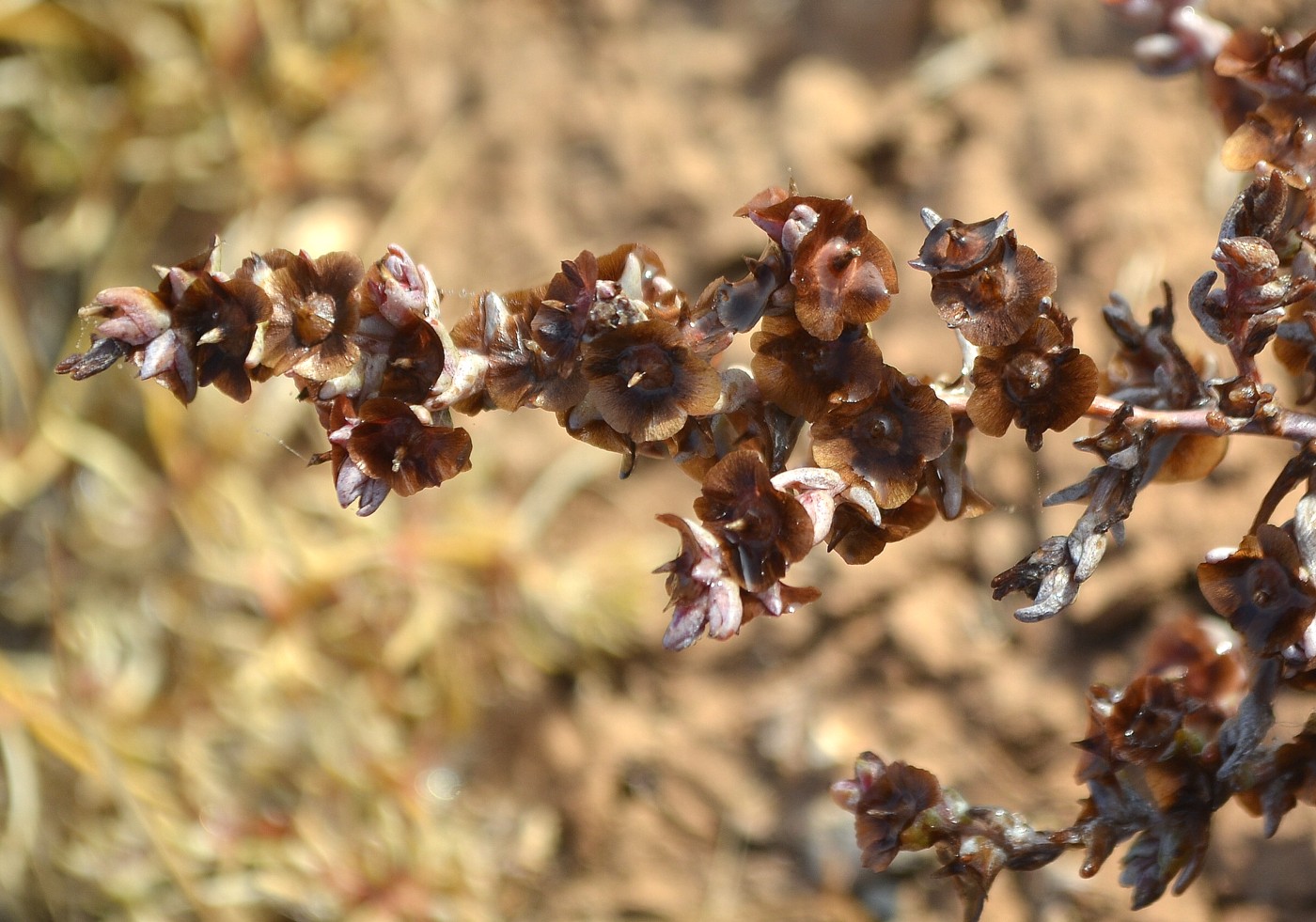 Изображение особи Salsola acutifolia.