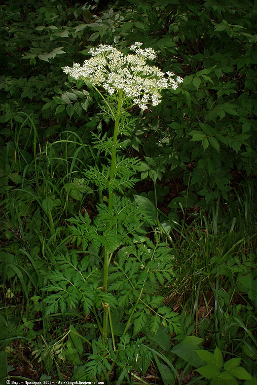 Изображение особи Pleurospermum uralense.