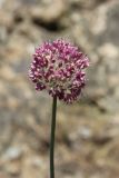 Allium turkestanicum. Верхушка побега с соцветием. Узбекистан, Джизакская обл., хребет Нуратау, Нуратинский заповедник, урочище Маджерумсай, на крутом каменистом склоне. 29.05.2016.