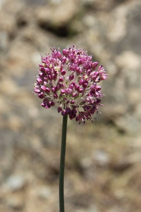 Изображение особи Allium turkestanicum.