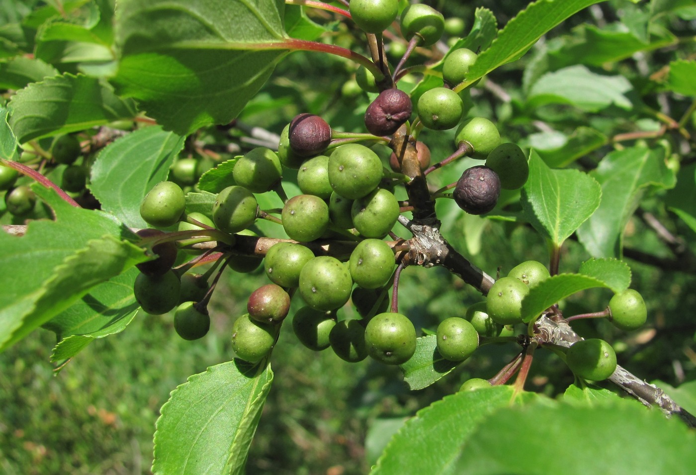 Image of Rhamnus cathartica specimen.