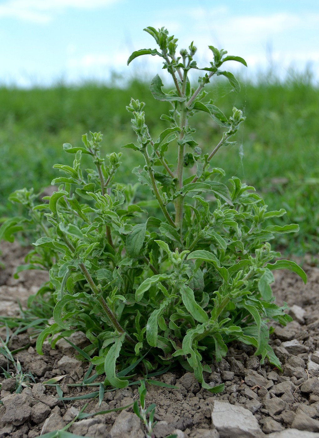 Изображение особи Pulicaria vulgaris.