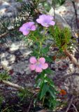 Linum hypericifolium. Верхушка цветущего растения. Кабардино-Балкария, Эльбрусский р-н, долина р. Адыр-Су, ≈ 1700 м н.у.м., опушка сосново-березового леса. 12.07.2016.