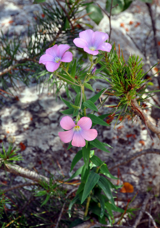 Image of Linum hypericifolium specimen.