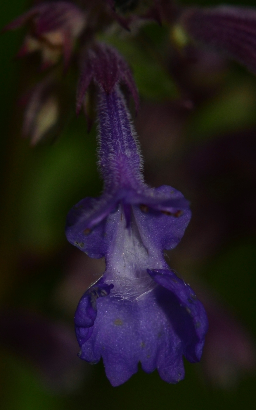 Image of Nepeta grandiflora specimen.