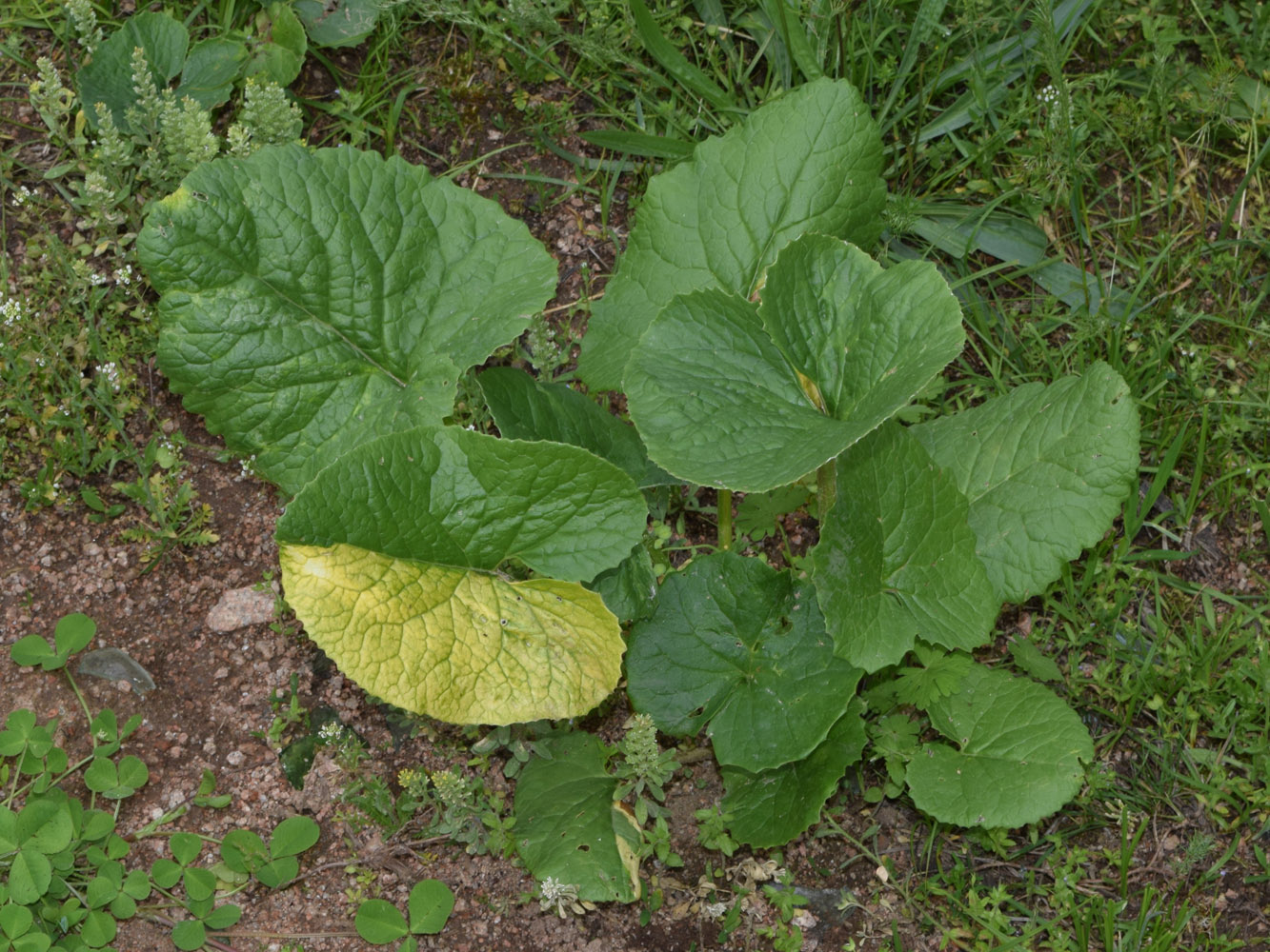 Изображение особи Ligularia thomsonii.