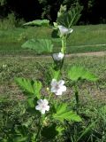 Althaea officinalis