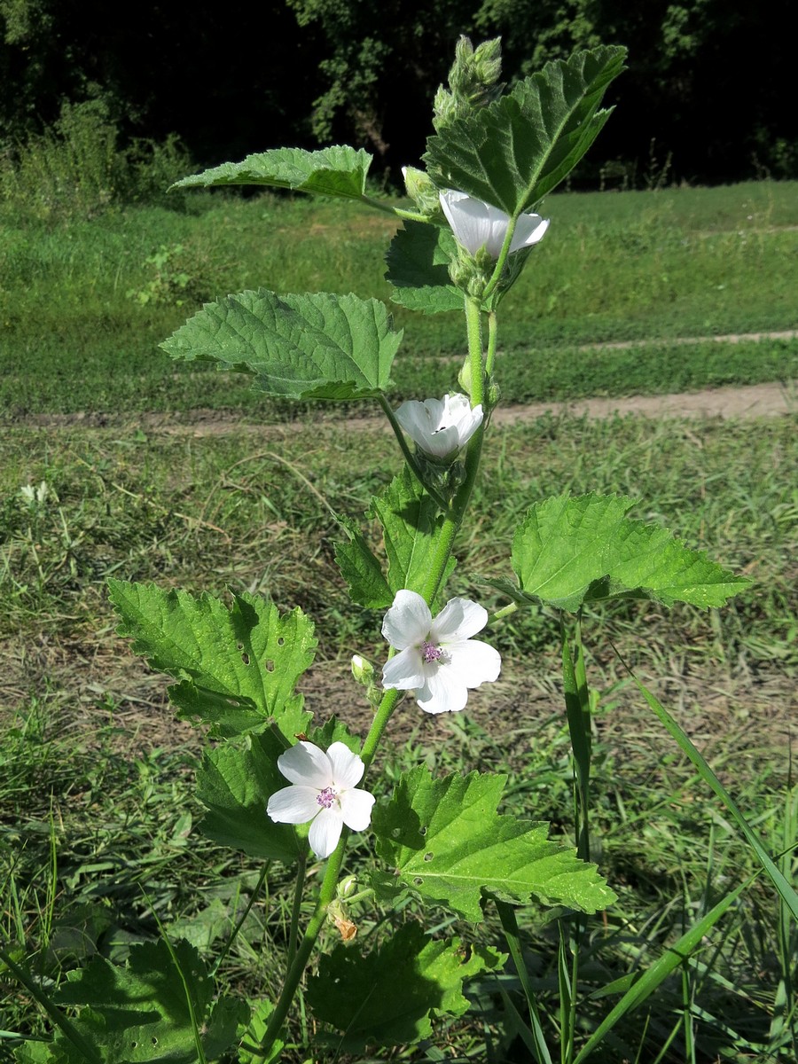 Изображение особи Althaea officinalis.