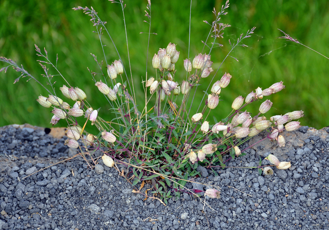 Image of Oberna uniflora specimen.