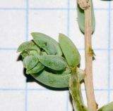 Image of taxon representative. Author is Татьяна Мальчинская
