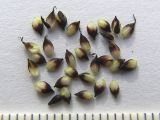 Carex transcaucasica