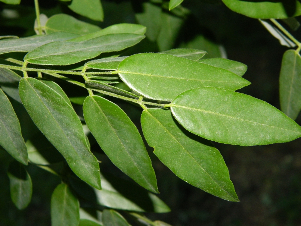 Image of Styphnolobium japonicum specimen.