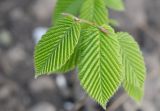 Carpinus cordata