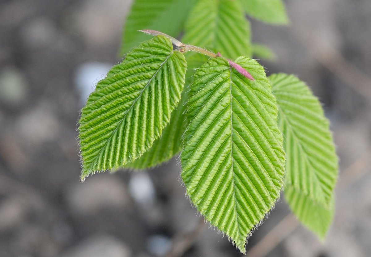 Image of Carpinus cordata specimen.