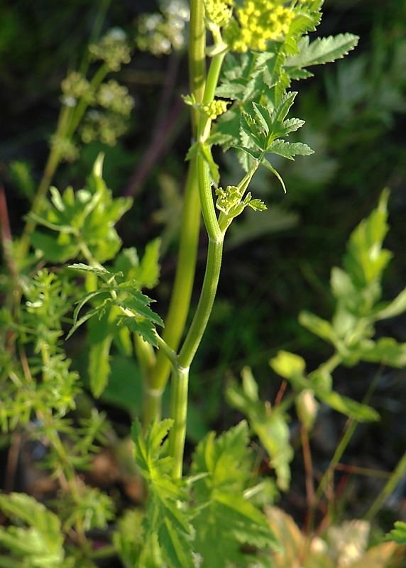 Image of Pastinaca sativa specimen.