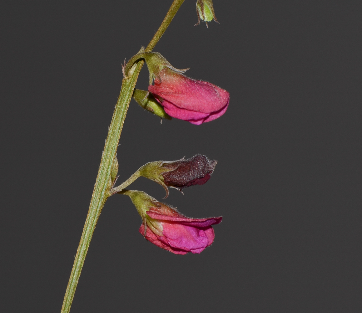Image of Tephrosia apollinea specimen.