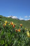 Tulipa berkariensis. Цветущие растения. Казахстан, Тянь-Шань, хр. Таласский, зап. Аксу-Джабаглы, пер. Улькен-Каинды, субальпийский разнотравный луг, склон северной экспозиции, на месте недавно растаявшего снежника. 19.06.2016.