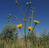 Sonchus arvensis ssp. uliginosus