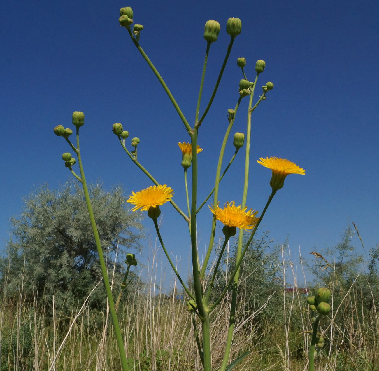 Изображение особи Sonchus arvensis ssp. uliginosus.