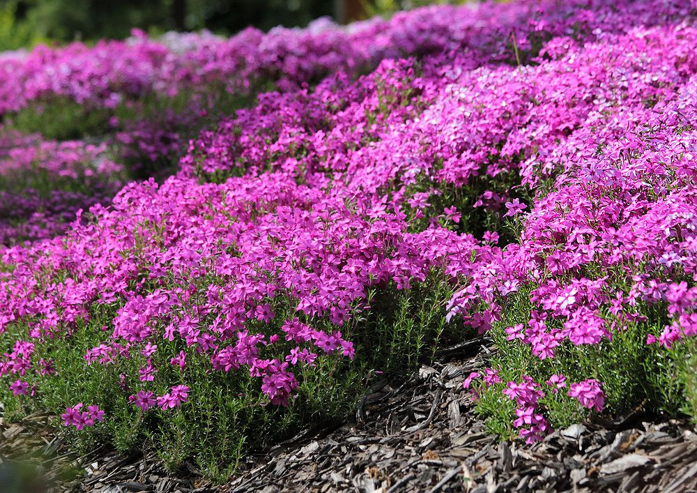 Изображение особи Phlox subulata.