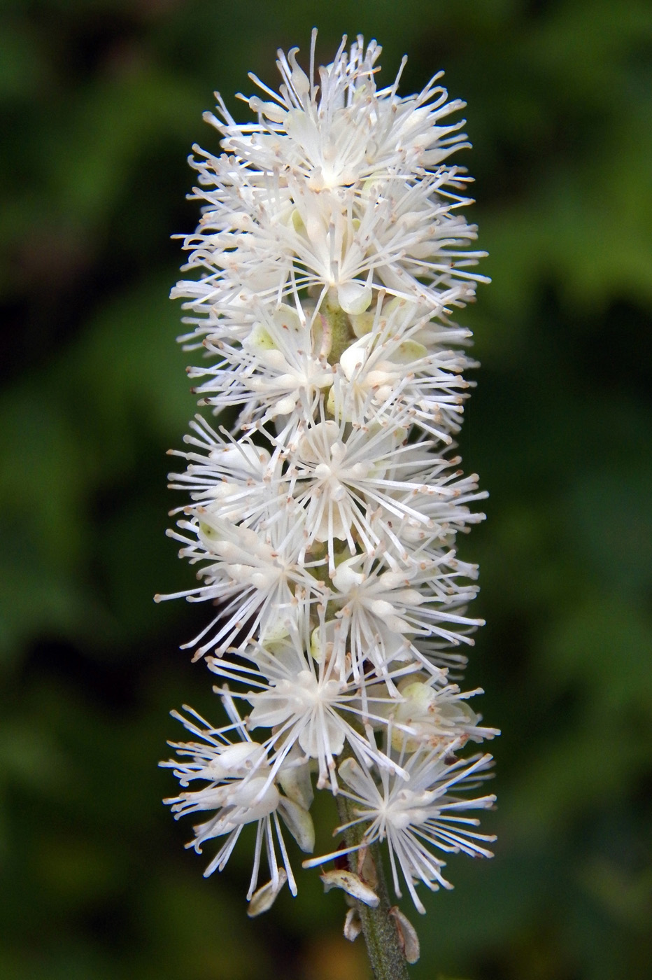 Image of Cimicifuga simplex specimen.