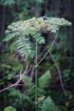 Angelica sylvestris