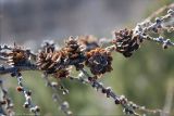 Larix cajanderi. Ветвь с прошлогодними шишками. Магаданская обл., Колымское нагорье, окр. пос. Ягодное. 11.05.2009.