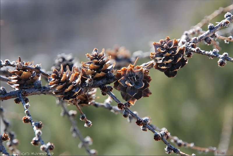 Изображение особи Larix cajanderi.