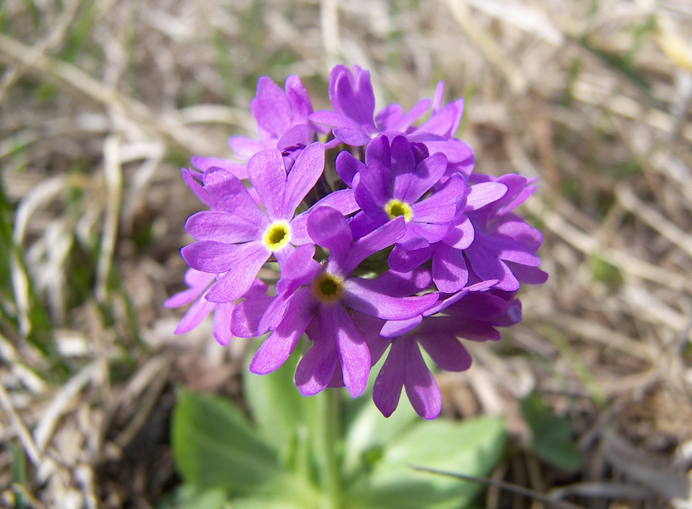 Image of Primula algida specimen.