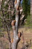 Hippophae rhamnoides. Часть побега с покоящимися почками. Свердловская обл., окр. г. Североуральск, бывшие дачные участки. 30.04.2016.