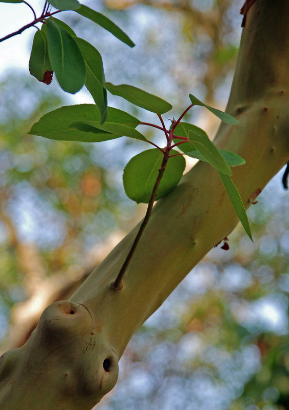 Image of Arbutus andrachne specimen.
