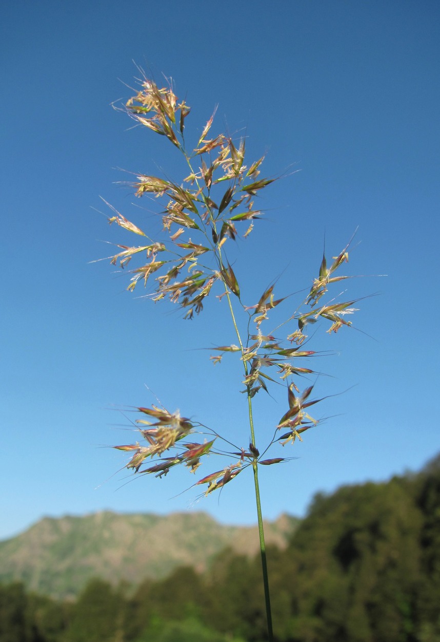 Image of Trisetum flavescens specimen.