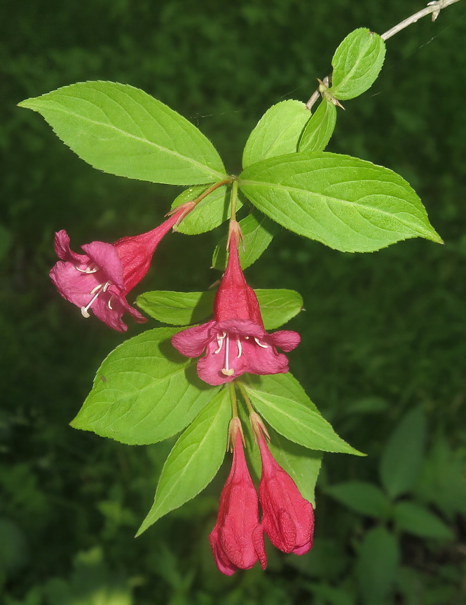 Image of Weigela hortensis specimen.