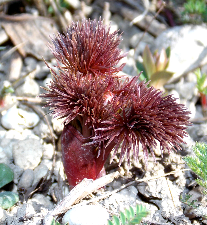 Image of Paeonia tenuifolia specimen.