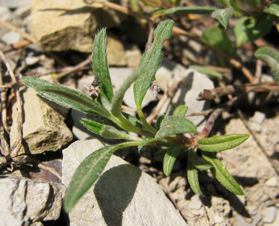 Image of Helianthemum canum specimen.