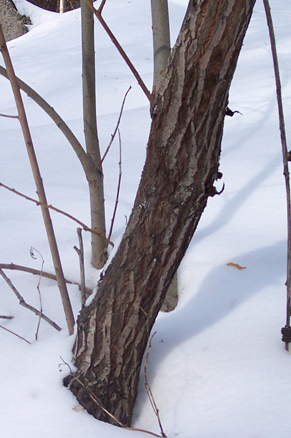 Image of Salix caprea specimen.
