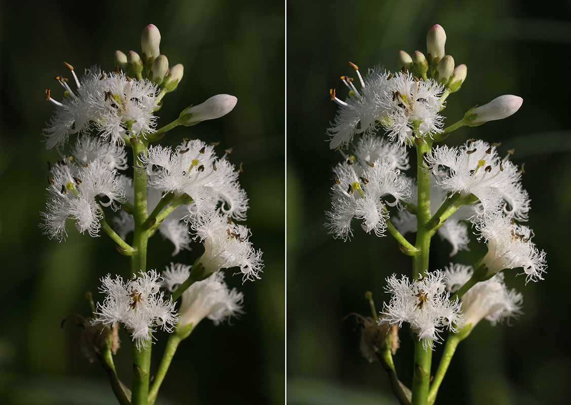 Изображение особи Menyanthes trifoliata.