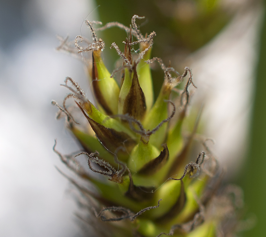 Изображение особи Carex atherodes.