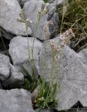 Silene subspecies graefferi
