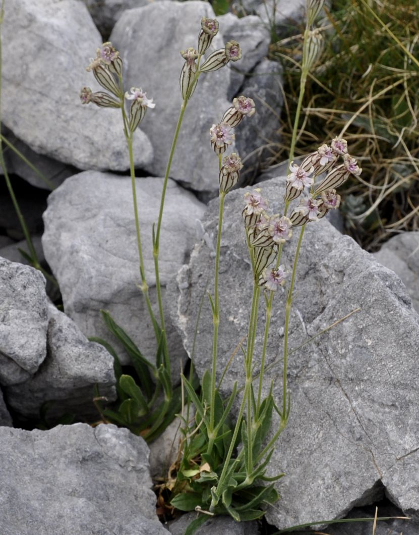 Image of Silene ciliata ssp. graefferi specimen.