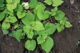 Viola acuminata